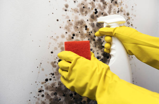 Best Black Mold Removal  in Byrdstown, TN
