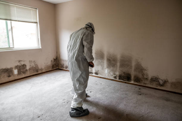 Mold Testing and Removal in Byrdstown, TN